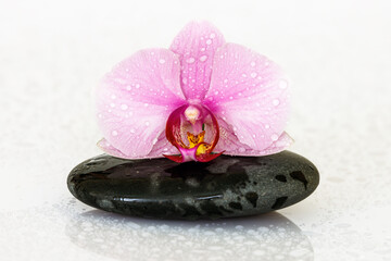 A decorative orchid flower blossom