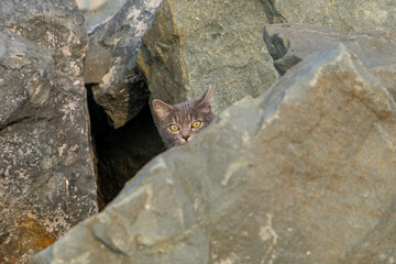 cat at seashore