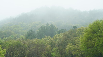 Obraz premium The beautiful spring landscape in the forest with the fresh green trees and the warm sunlight