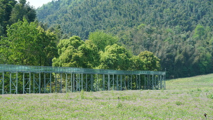 Fototapeta premium The beautiful spring landscape in the forest with the fresh green trees and the warm sunlight