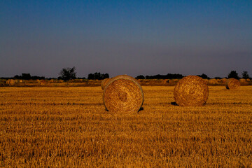 Fototapeta premium Round bales of straw rolled up on field against blue sky, autumnal harvest scenery