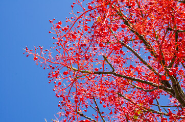 Beautiful lovely red bud fully on it branch in a spring season at a botanical garden.