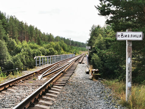 railroad tracks in the forest