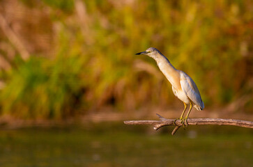 Squacco Heron in breeding colony