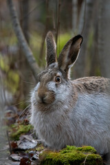 Brown hare at forest