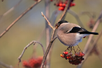 Lady bullfinch