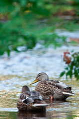 Mallard under rhe rowan.