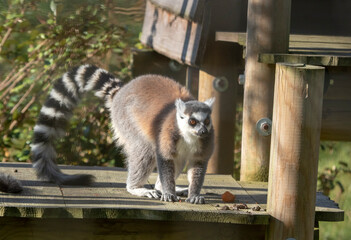 Gray Striped Ringtailed Lemur with Long Tail
