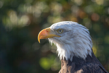  Portrait of a bald eagle