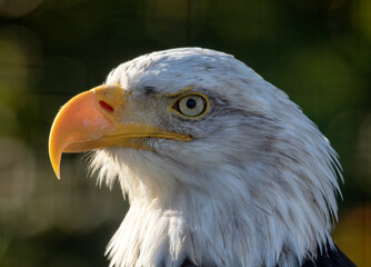 Abstract portrait of a bald eagle