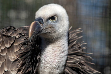 Griffon vulture bird of prey


The Eurasian Griffon Vulture Gyps fulvus is one of the largest raptors in Europe, with a wingspan of 2.5-2.7 meters