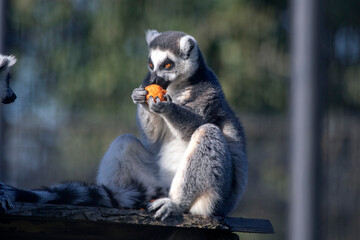 Single Gray striped ring-tailed lemur eats a piece of carrot