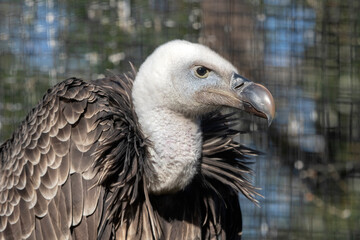 Griffon vulture bird of prey


The Eurasian Griffon Vulture Gyps fulvus is one of the largest raptors in Europe, with a wingspan of 2.5-2.7 meters