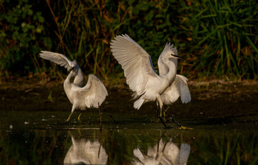 Little Egret behavior in breeding colony