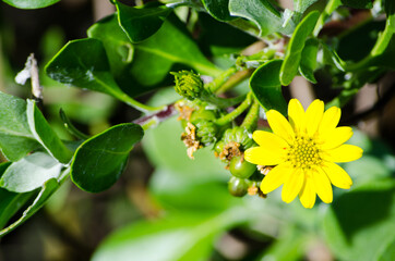 Single Yellow Wild daisy flower in spring season at a botanical garden.