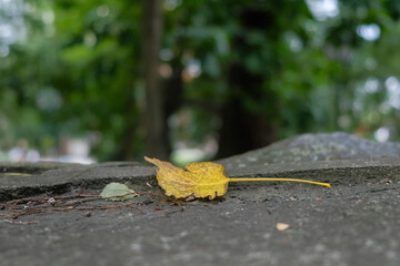 leaf on steet