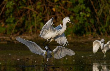 Little Egret behavior in breeding colony