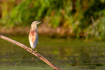 Squacco Heron in breeding colony