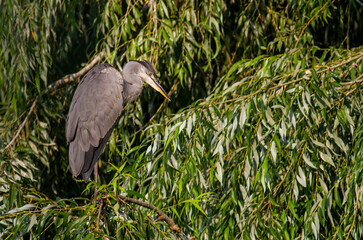 Grey Heron (ardea cinerea )