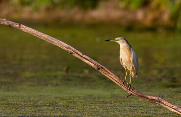 Squacco Heron in breeding colony