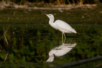 Little Egret behavior in breeding colony