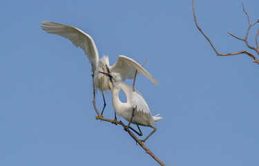 Little Egret behavior in breeding colony