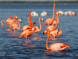 flamingos in the sea