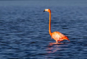 Gartenposter flamingo in the water © Igor