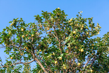 Fototapeta na wymiar Quince tree with fruits on the branches