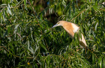 Squacco Heron in breeding colony