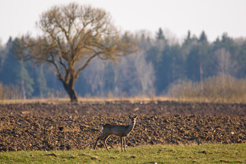 Naklejka na ściany i meble Selective focus photo. Roe deer on agriculture field.