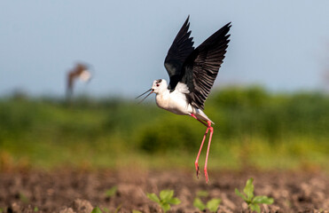 Black-winged Stilt in rise field