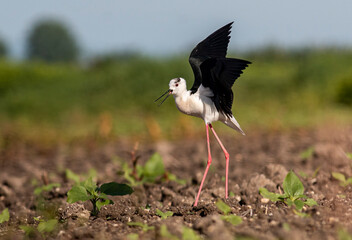 Black-winged Stilt in rise field