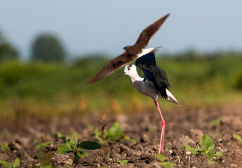 Black-winged Stilt in rise field