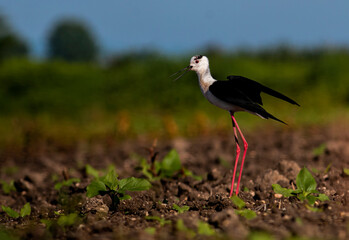 Black-winged Stilt in rise field