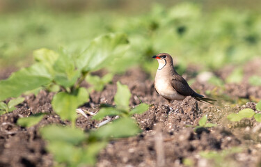 Collared pranticole - Glareola pranticola