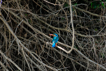 Common kingfisher