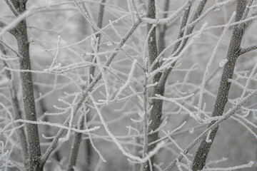 A snowy overcasted day in the woods