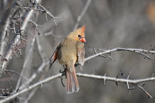 Female Northern Cardinal bird perched in a tree looking over her shoulder
