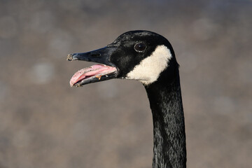 Head shot portrait of a Canada goose squawking with its beak open
