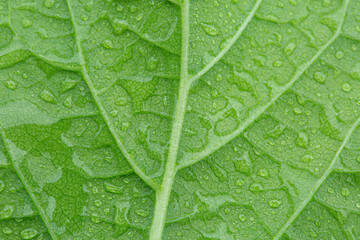 green macro leaf and water drop,Green leaf with drops of water