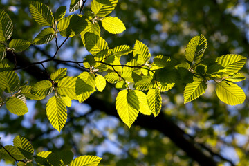 young green foliage on the crab in the spring season