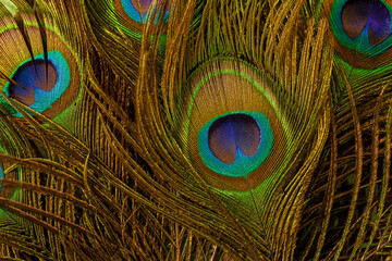 Fototapeta premium macro peacock feathers,Peacock feathers close-up