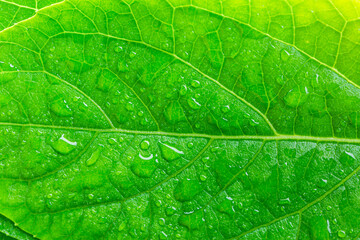 Obraz premium green macro leaf and water drop,Green leaf with drops of water