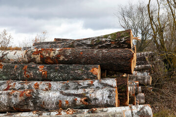 wood harvesting in the forest