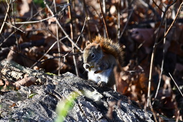 Disabled one armed Red Squirrel on forest floor eating