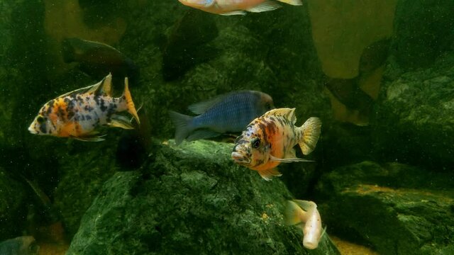 Various beautiful fish swim in the water. Underwater photography
