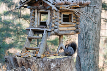 squirrel