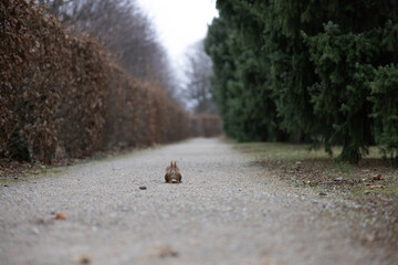 Squirrel