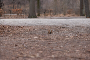 Squirrel